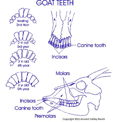 Goat Teeth