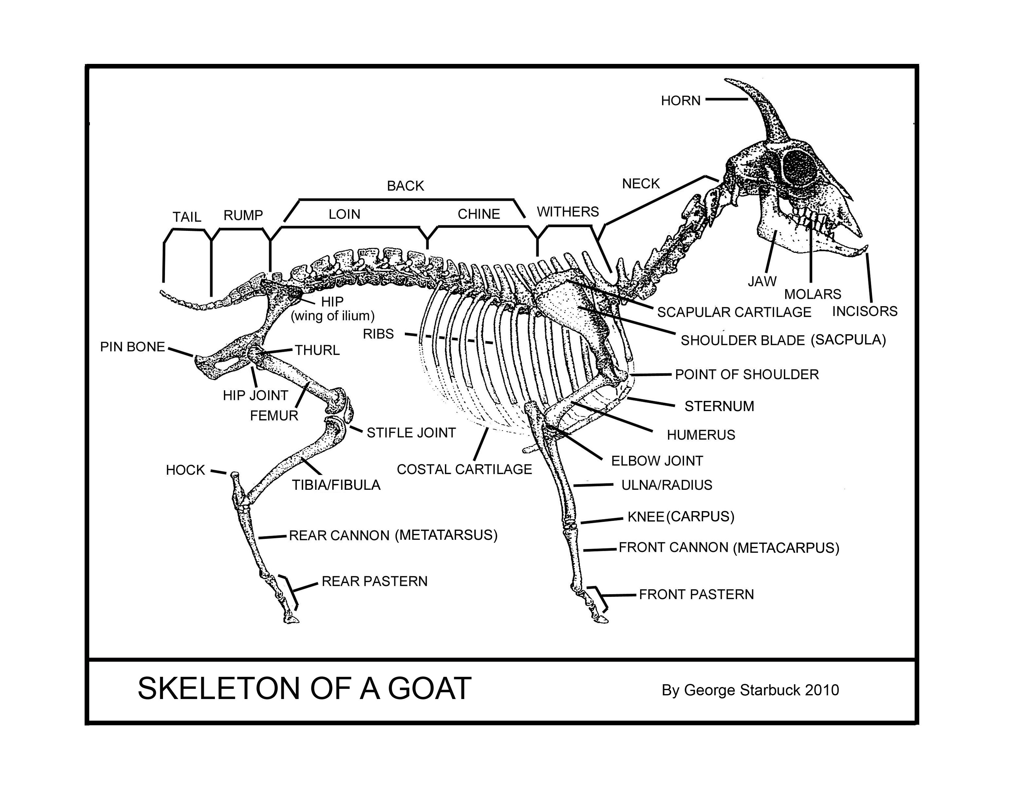 Fainting Goat Guild | FGG Goat Anatomy