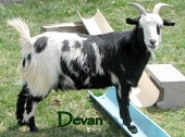 FOF Devan