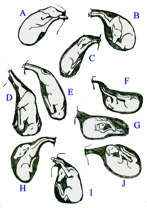 Position Diagrams